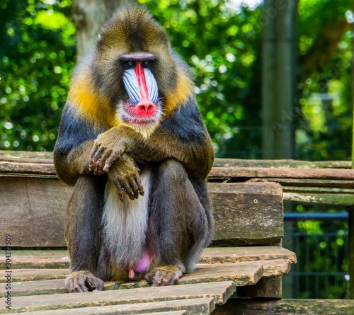 funny closeup of a mandrill, vulnerable baboon specie from Africa photo