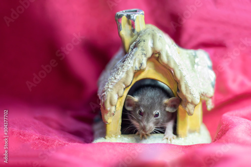 Fototapeta Naklejka Na Ścianę i Meble -  Cute pet rat sitting in a house on a red background. Decorative rat or mouse Chinese symbol of new year 2020 and Christmas. The concept of holiday, fun. Charming pet.