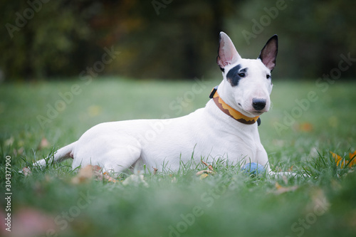 white bull breed dog with a black spot lies on the grass in the park