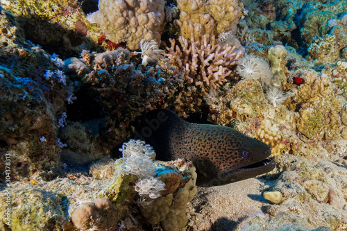 Moray Eel at the Red Sea, Egypt