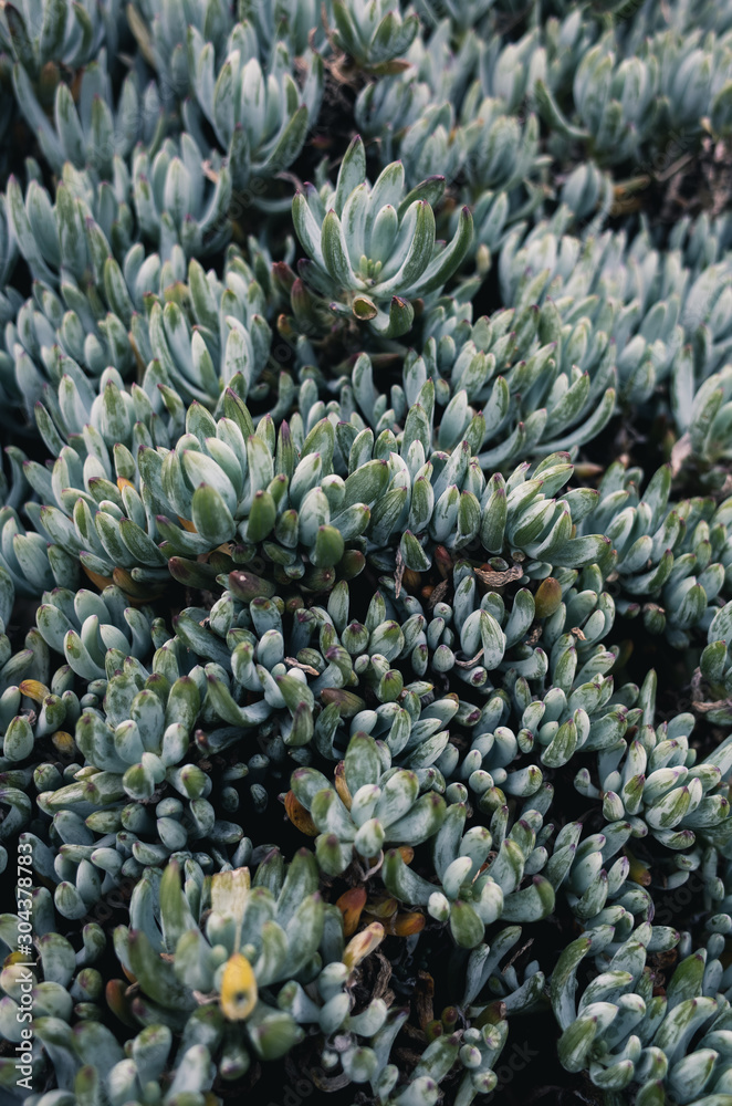 Succulent plant Succulent plant