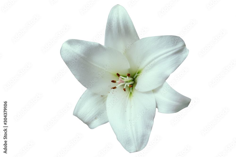 Fototapeta premium Big white lily isolated on a white background.