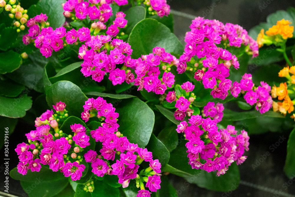 Kalanchoe Blossfeld, a flowering Kalanchoe plant with numerous purple flowers on a background of green leaves.