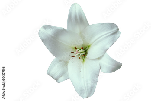 Big white lily isolated on a white background.