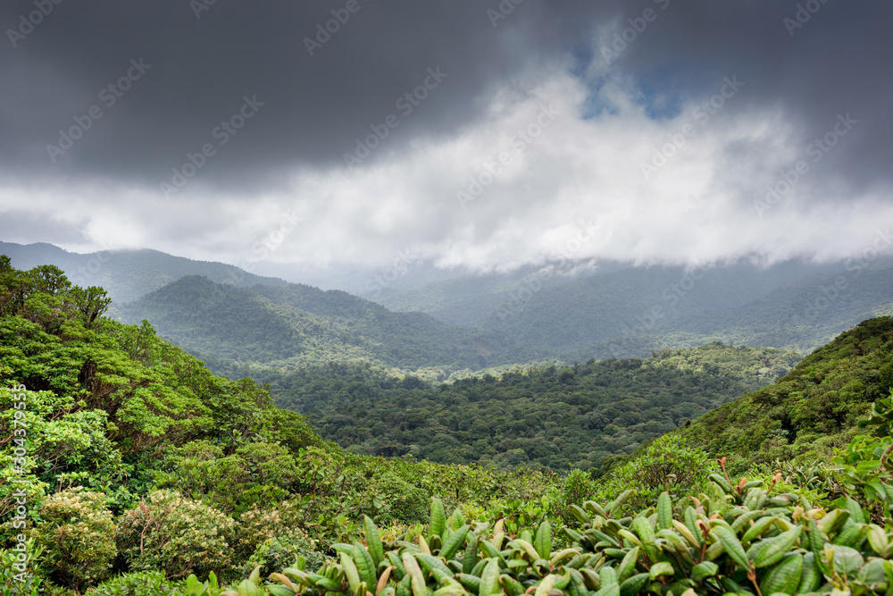 Foto Stock View of Monteverde rain forest or foresta nebulosa. Santa Elena,  Costa Rica. | Adobe Stock