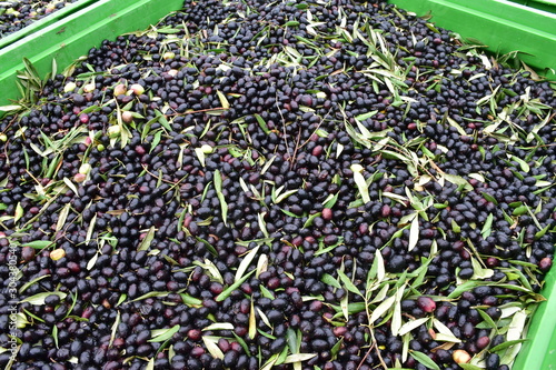 Olive qualità 