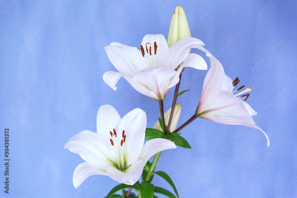 Three big white lily on a blue wall background. Three big white lily on a blue wall background.