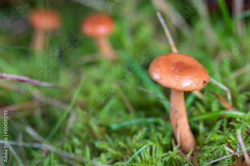 Smal brown mushrooms in the grass .