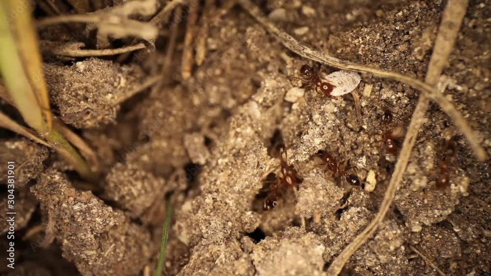 Top down view of disturbed fire ant mound - panning up to show fire ant latch onto white shelled bug, trying to get it to move. Ant is unsuccessful & gets surprise that makes him rub mandibles. Top down view of disturbed fire ant mound - panning up to show fire ant latch onto white shelled bug, trying to get it to move. Ant is unsuccessful & gets surprise that makes him rub mandibles.