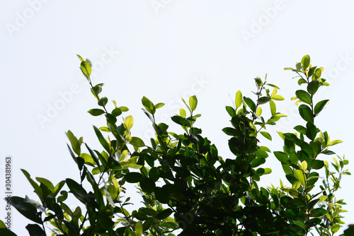 natural tropical green tree leafs with tree brunch in summer time