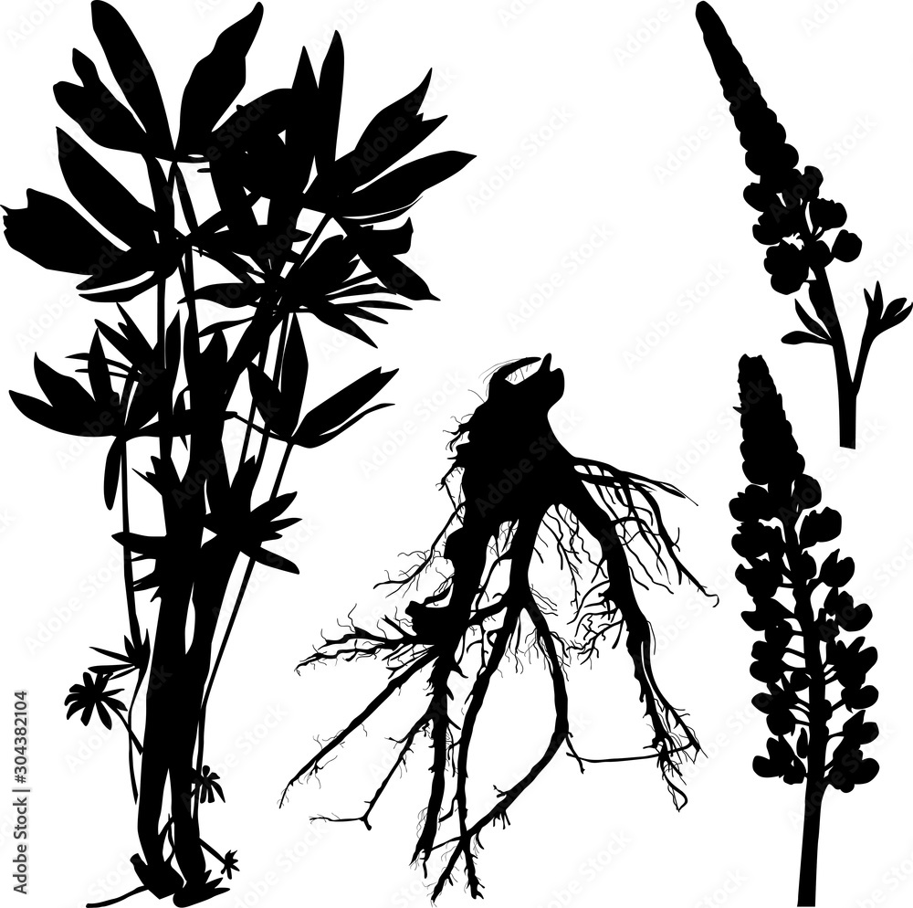 Fototapeta black lupine plant nad root isolated on white
