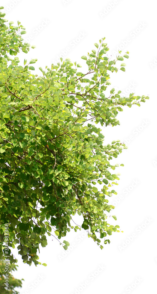 natural tropical green tree leafs with tree brunch in summer time natural tropical green tree leafs with tree brunch in summer time