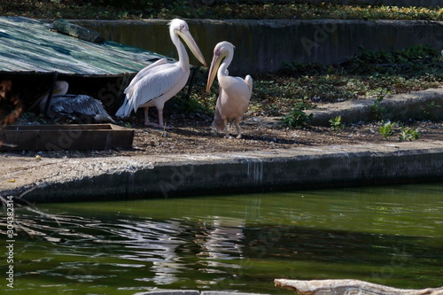 White Pelicans or Pelecanus onocrotalus rest  at shore lake  Sofia  Bulgaria 