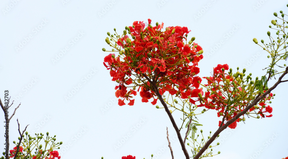 the isolated Red tropical flower and natural tree leafs on tree brunch