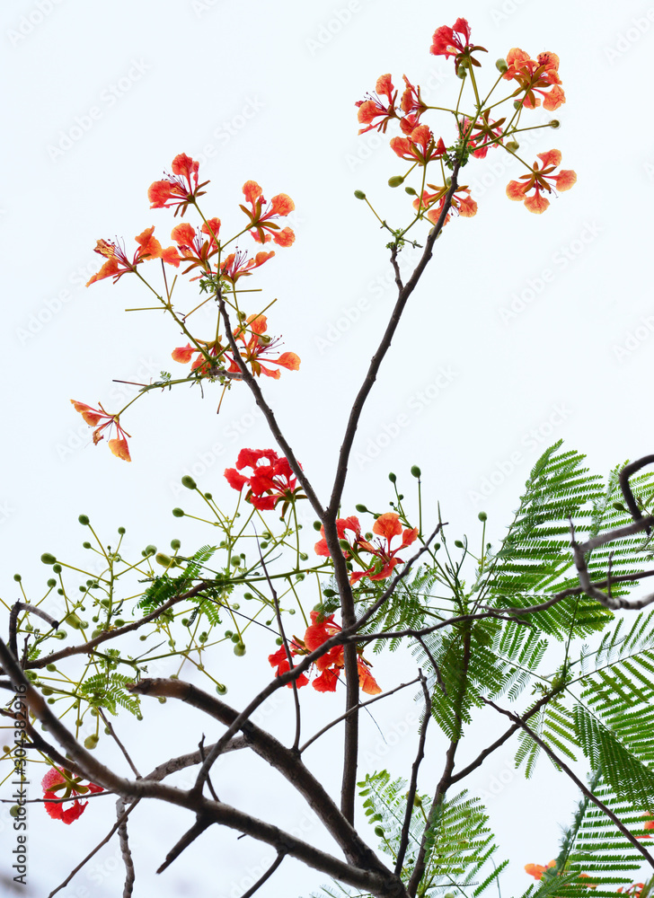 the isolated Red tropical flower and natural tree leafs on tree brunch