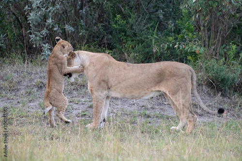 Lion cub playing with lioness