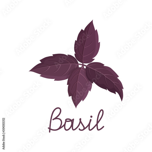 Fresh purple basil leaves on white background. Cartoon hand drawn flat illustration for food, cooking, package design. Isolated red rubin basil branch with lettering. Symbol of Italian spices