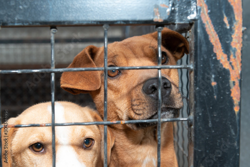 Dogs from city pound in  their locked boxes behind iron fence ©  Zlatko59
