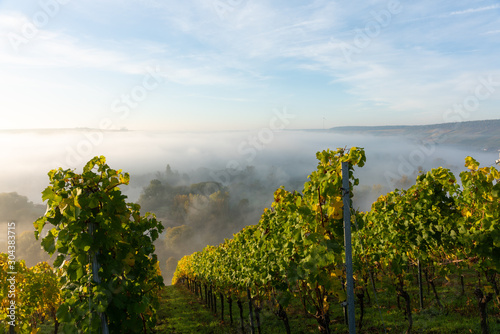 Blick durch die Weinstöcke auf das nebelverhangene Maintal photo