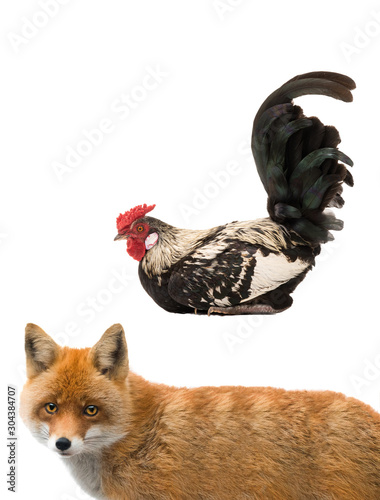 Rooster and fox isolated on a white background. photo