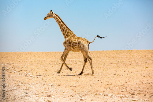 Running giraffe in a flat and desolate stone desert, Namibia, Africa © Nadine