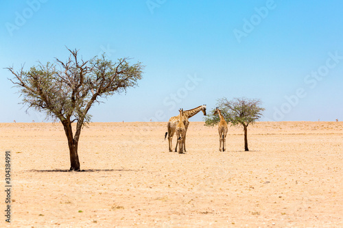 Three giraffes standing in the Namib desert near a tree, one eating, barren vastness, Namibia, Africa