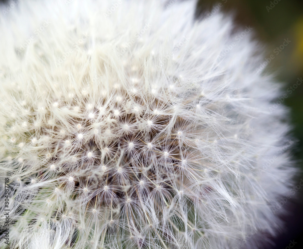 Obraz premium beautiful white dandelion
