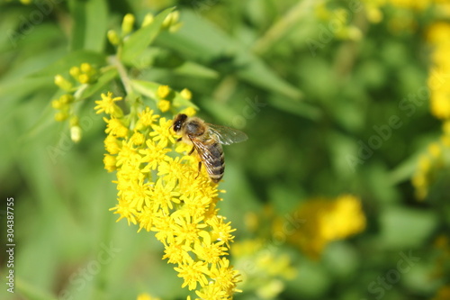 Honigbiene sammelt Blütenpollen © rbkelle