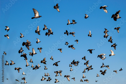 flock of flying speed racing pigeon , group of flying pigeon against beautiful sky © Ake Forever