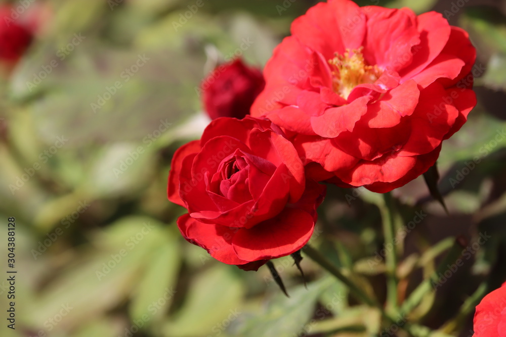 Beautiful roses in garden, roses for Valentine Day