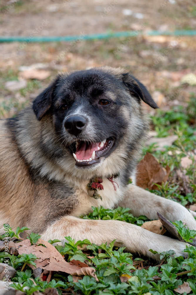 Dog playing in garden