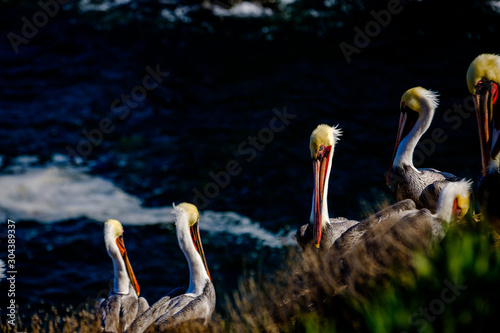 Colorful brown pelicans with yellow heads resting on rocky cliff above Pacific Ocean in La Jolla Marine reserve north of San Diego California photo
