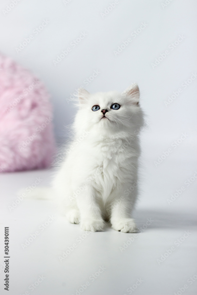 British shorthair and longhair yang cat. Silver chinchilla color. Kitten on pink and blue background.
