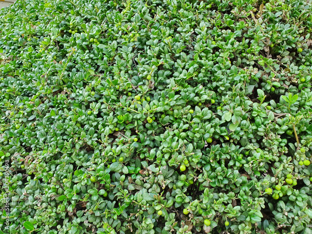 leave for background.green leaf background. leave for background.green leaf background.