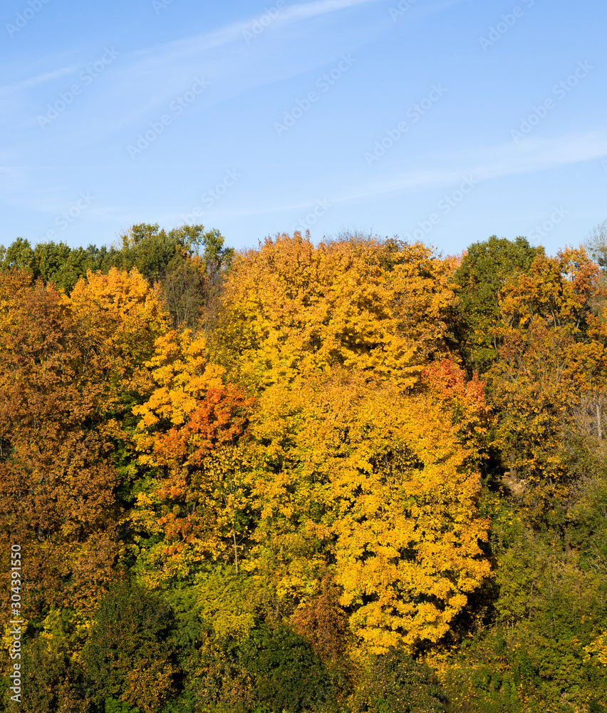 Fototapeta premium deciduous trees in the autumn