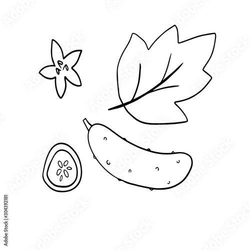  vector illustration set of cucumber, leaf, on a white background,