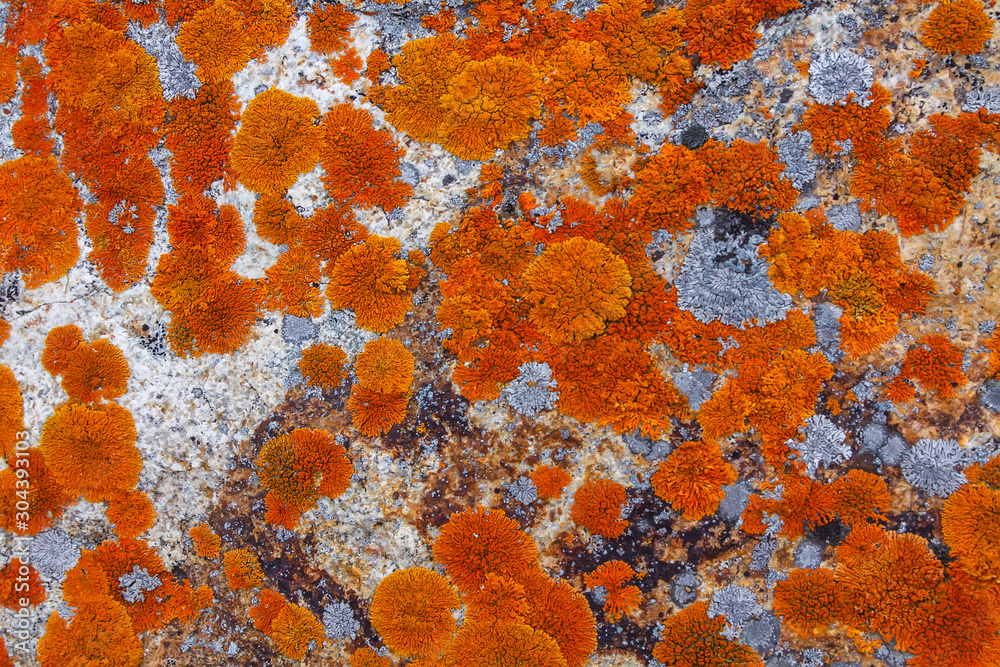Bright red lichen growing on granite stone