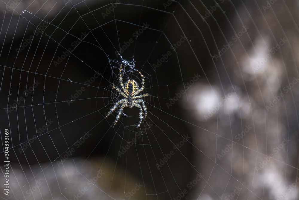 Spider sitting in the center of his cobweb with dark background Spider sitting in the center of his cobweb with dark background