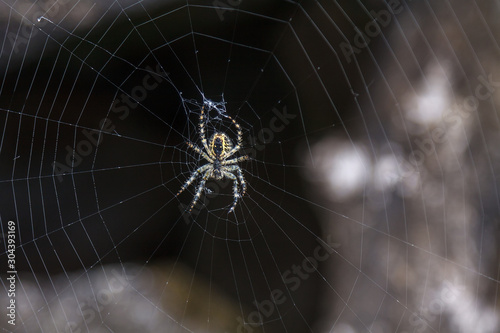 Spider sitting in the center of his cobweb with dark background