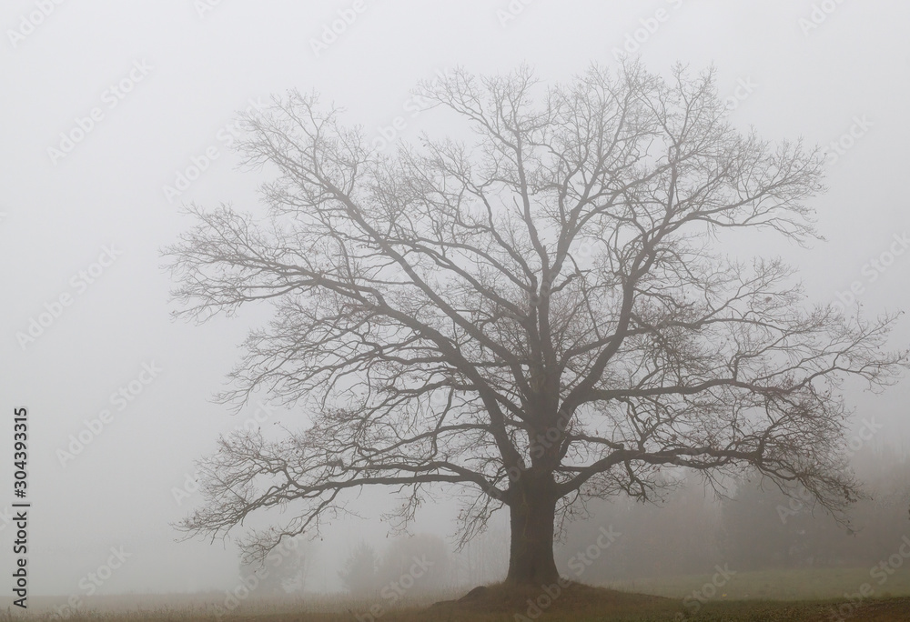 old huge oak without foliage old huge oak without foliage