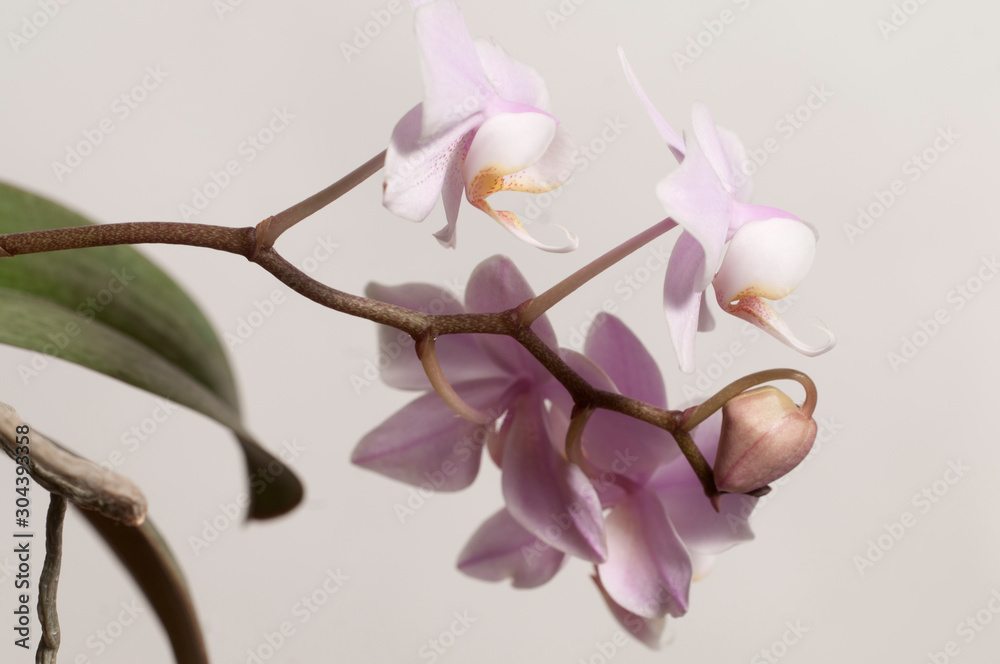 Phalaenopsis orchid flowers  (butterfly orchid)