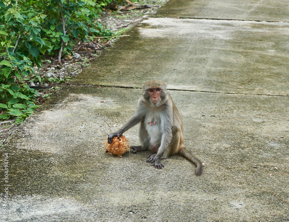 Obraz premium Macaque monkey sitting on floor with coconut. Monkey Island, Vietnam, Nha Trang