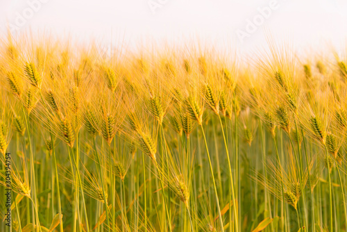  Rye of barley plants harvest and agriculture background