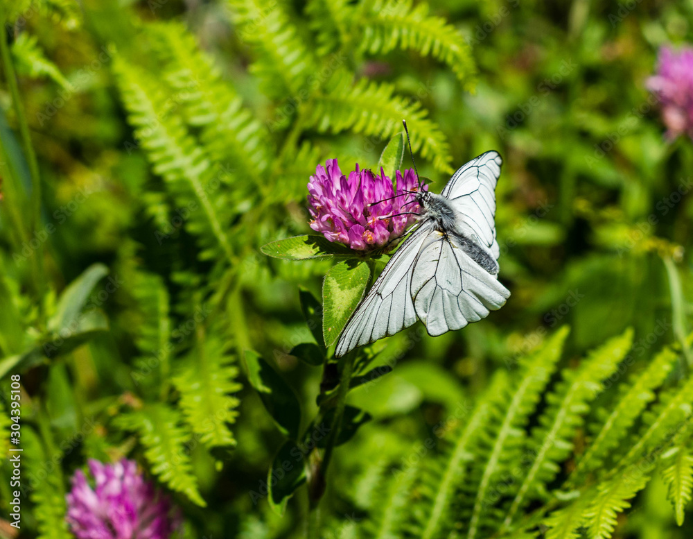 mariposa blanca encaramada en una flor violeta Stock Photo | Adobe Stock