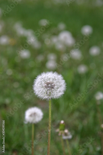 Dandelion