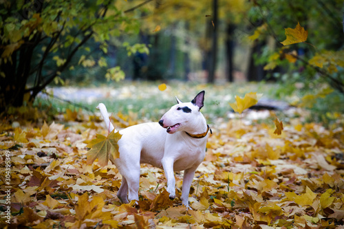 white bullterrier breed dog with a black spot near the eye plays with autumn leaves in the park