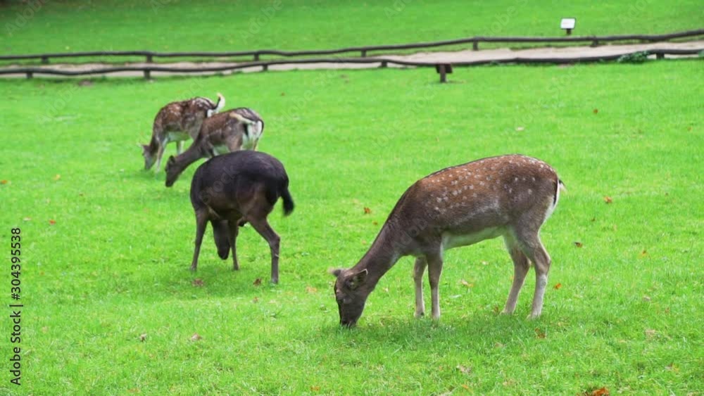 Herd of Roe Deers Grazing on the Green Field. Flock of Deer Eating Fresh Green Grass. Harmony with Nature, Ecology and Wildlife Concept Herd of Roe Deers Grazing on the Green Field. Flock of Deer Eating Fresh Green Grass. Harmony with Nature, Ecology and Wildlife Concept