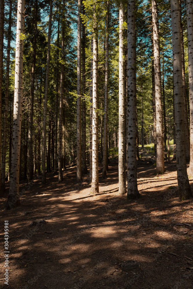 Trees in the wood during a sunny day Trees in the wood during a sunny day