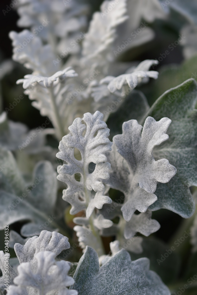 Naklejka premium Silver ragwort