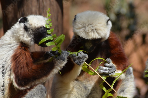 Sifakas beim Mittagessen